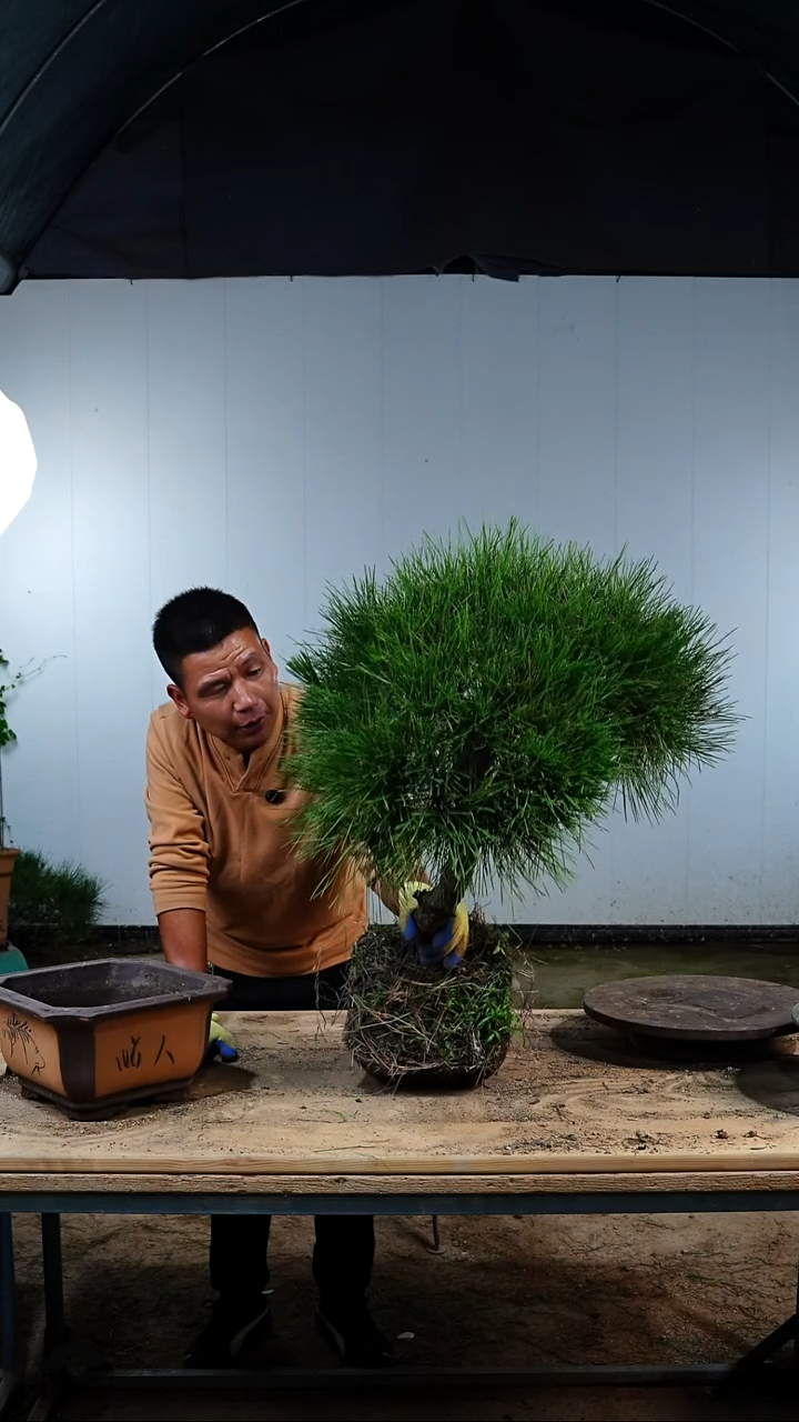 无花朵松树木架包邮