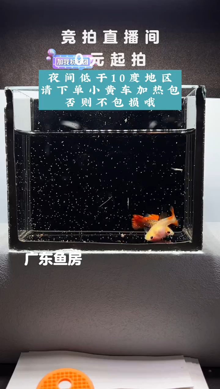 孔雀鱼琉璃玻璃猫带胎一对编号39