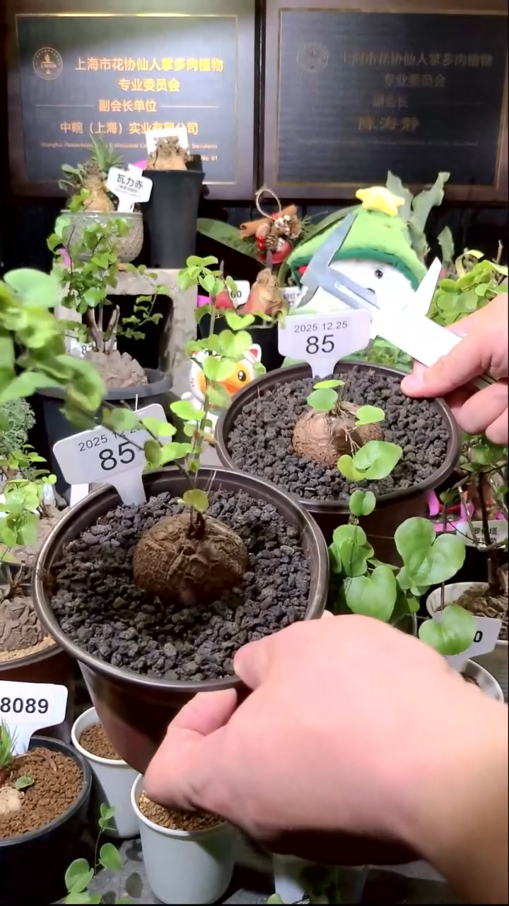 85号1225福利南非龟甲龙买一送一