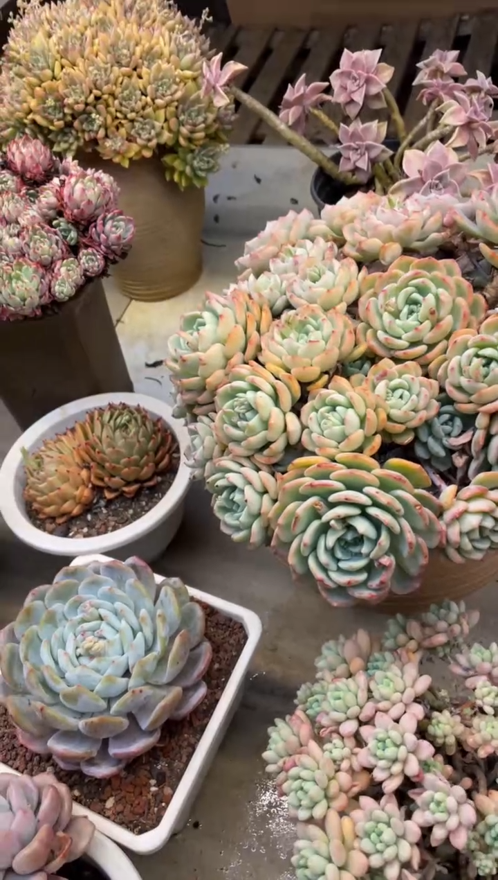 【闪购商品】173千山血