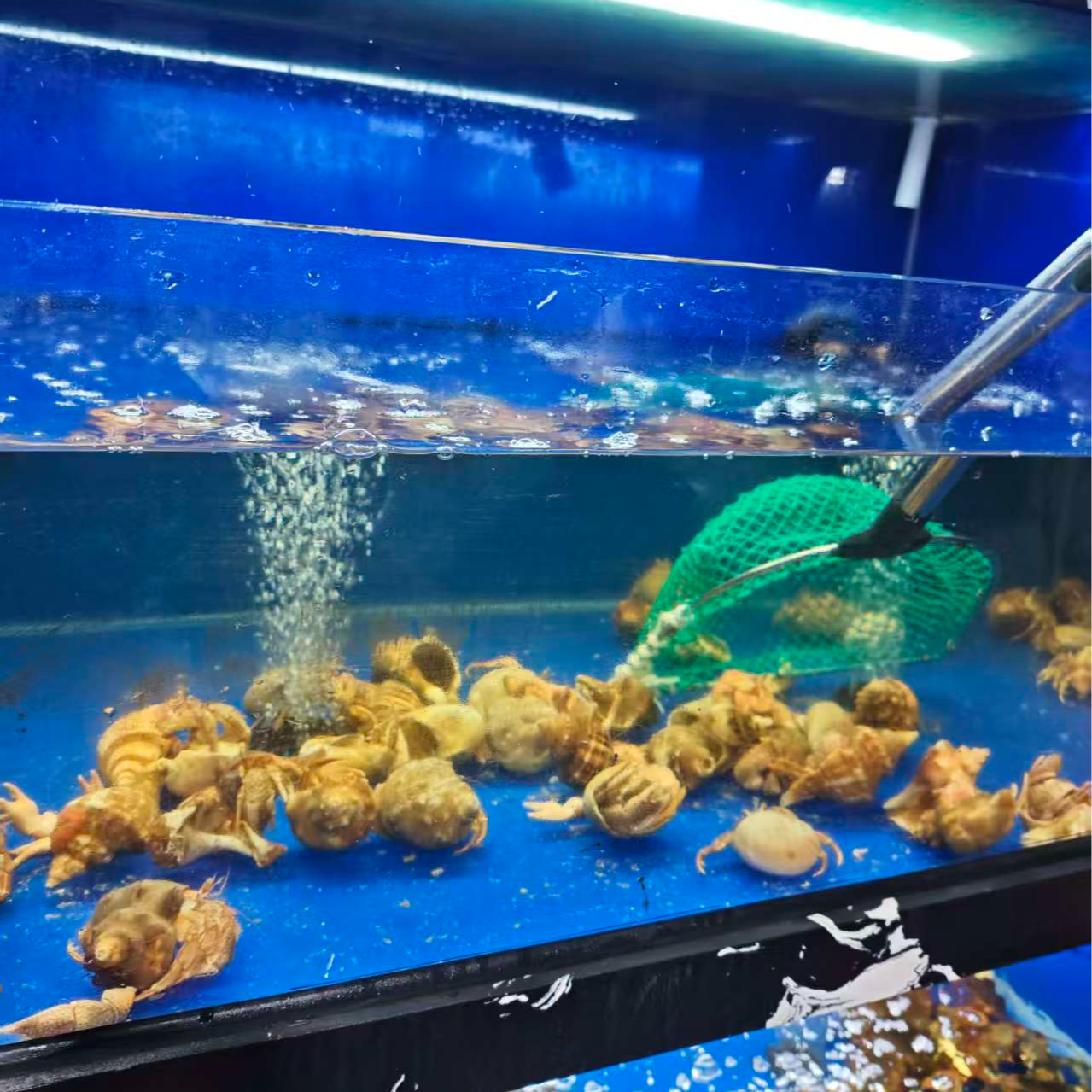 【水不同】虾怪/公斤