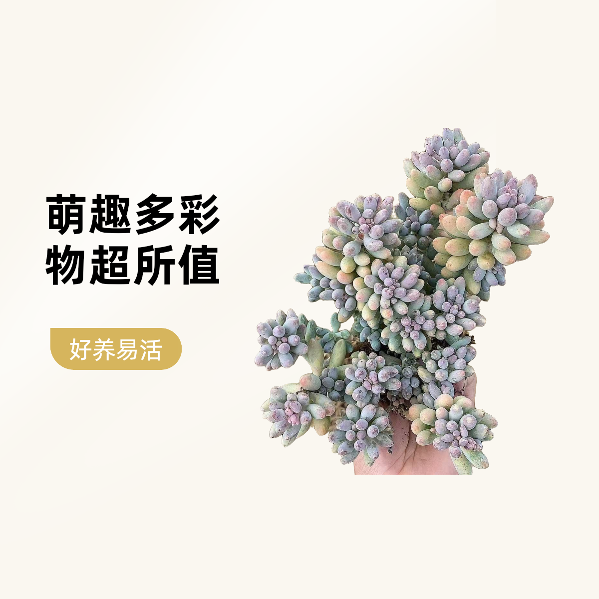 婴儿手指多肉  熊猫多肉（ 满19邮） 鲜花绿植净化空气美化环境