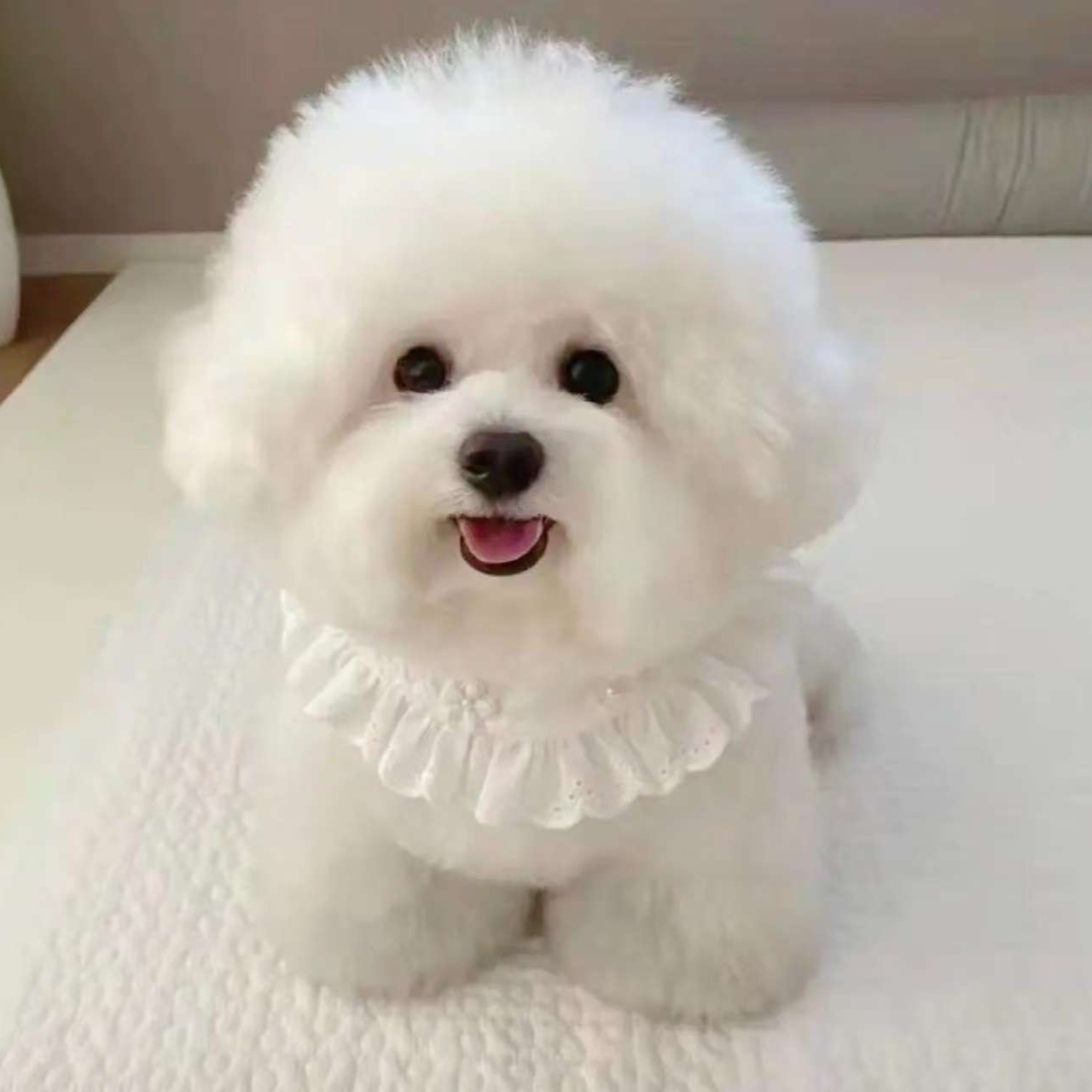 （洋洋家宠物狗）T狗狗活体