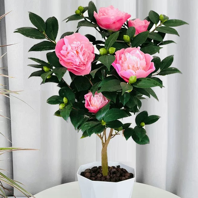 香妃山茶花盆栽带花苞好养活适合室内外阳台庭院种植