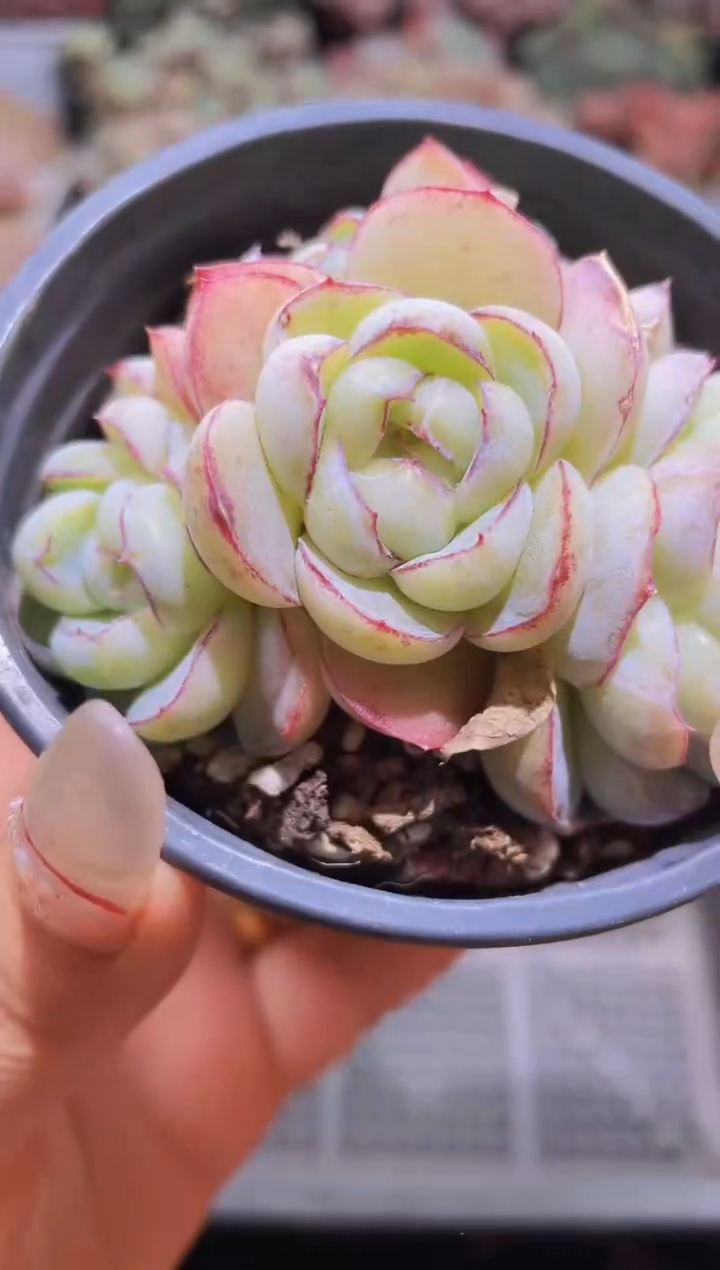 【闪购商品】209胖虎群生带盆土