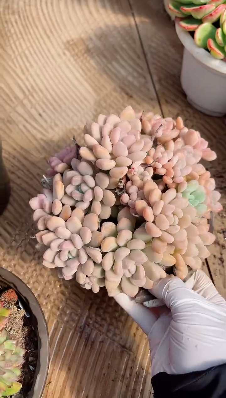 【闪购商品】02575