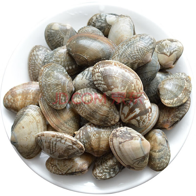 特大花甲一斤500g