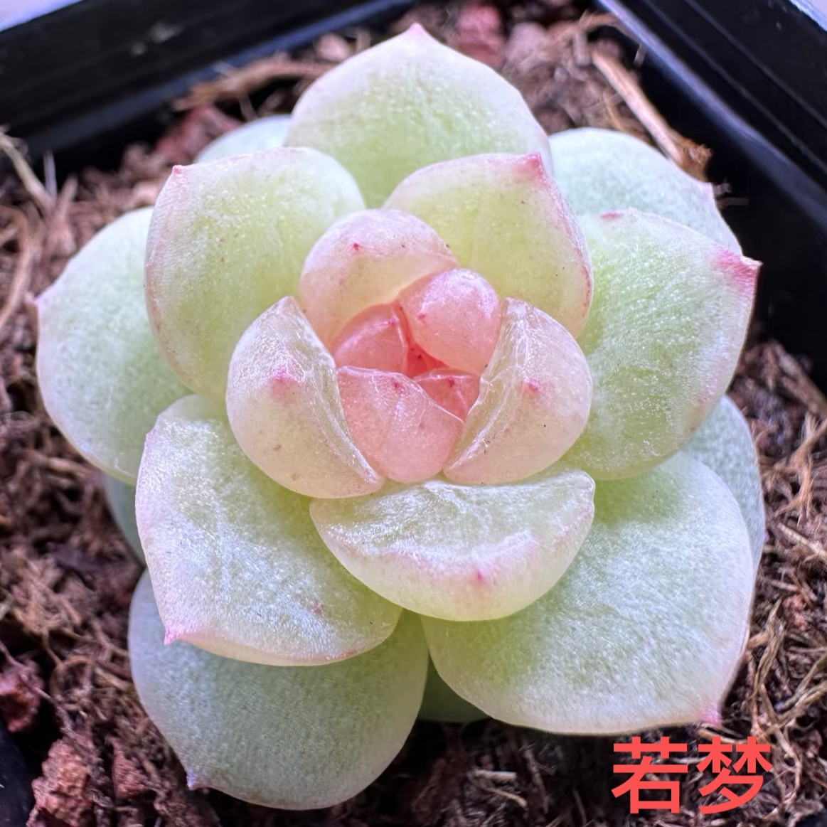 若梦单头风花雪月系列多肉量拍