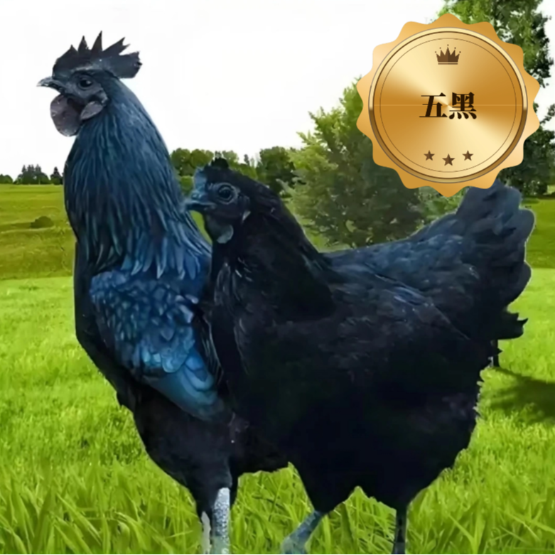 生鲜五黑鸡肉质鲜美到手50只 包冰率不含冰