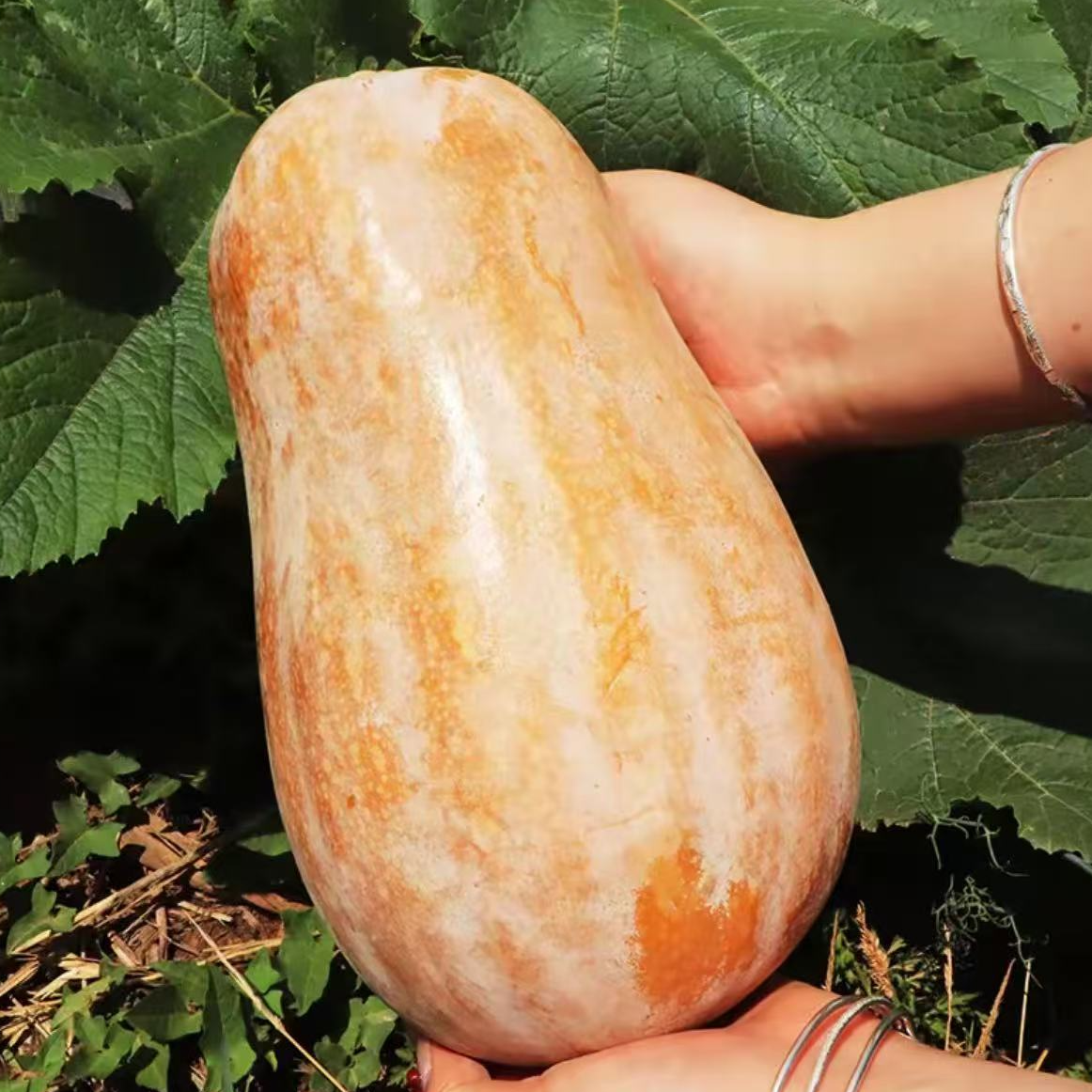 大舅哥甄选贵州高山新鲜当季蔬菜甜糯南瓜