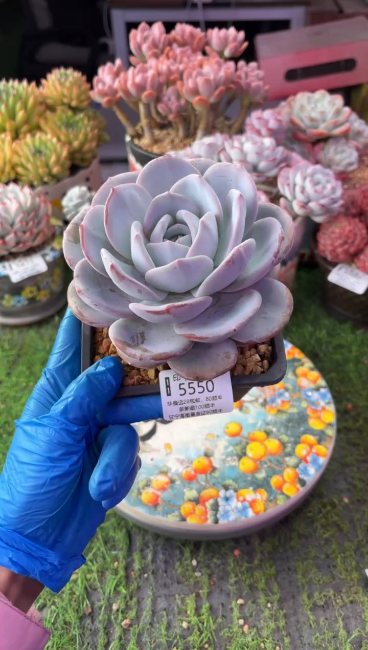 昆明印象多肉5550