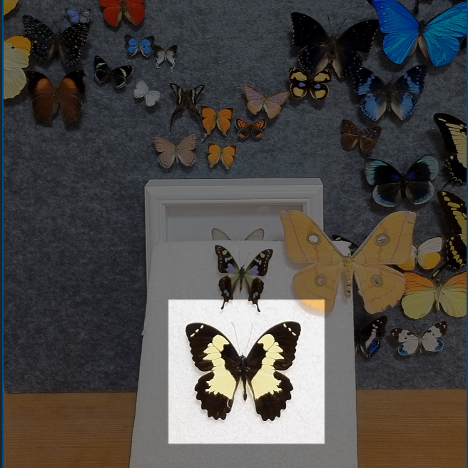 鹅黄凤蝶A-不带框成品