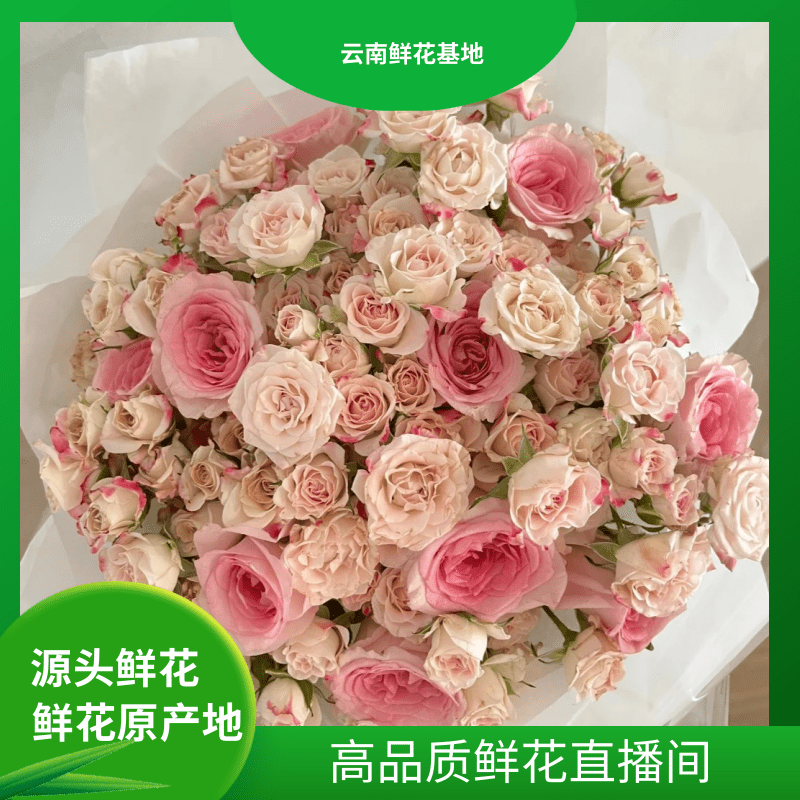 618好物节【洛神+香槟】云南鲜花 任意两单升级冷链或空运到家