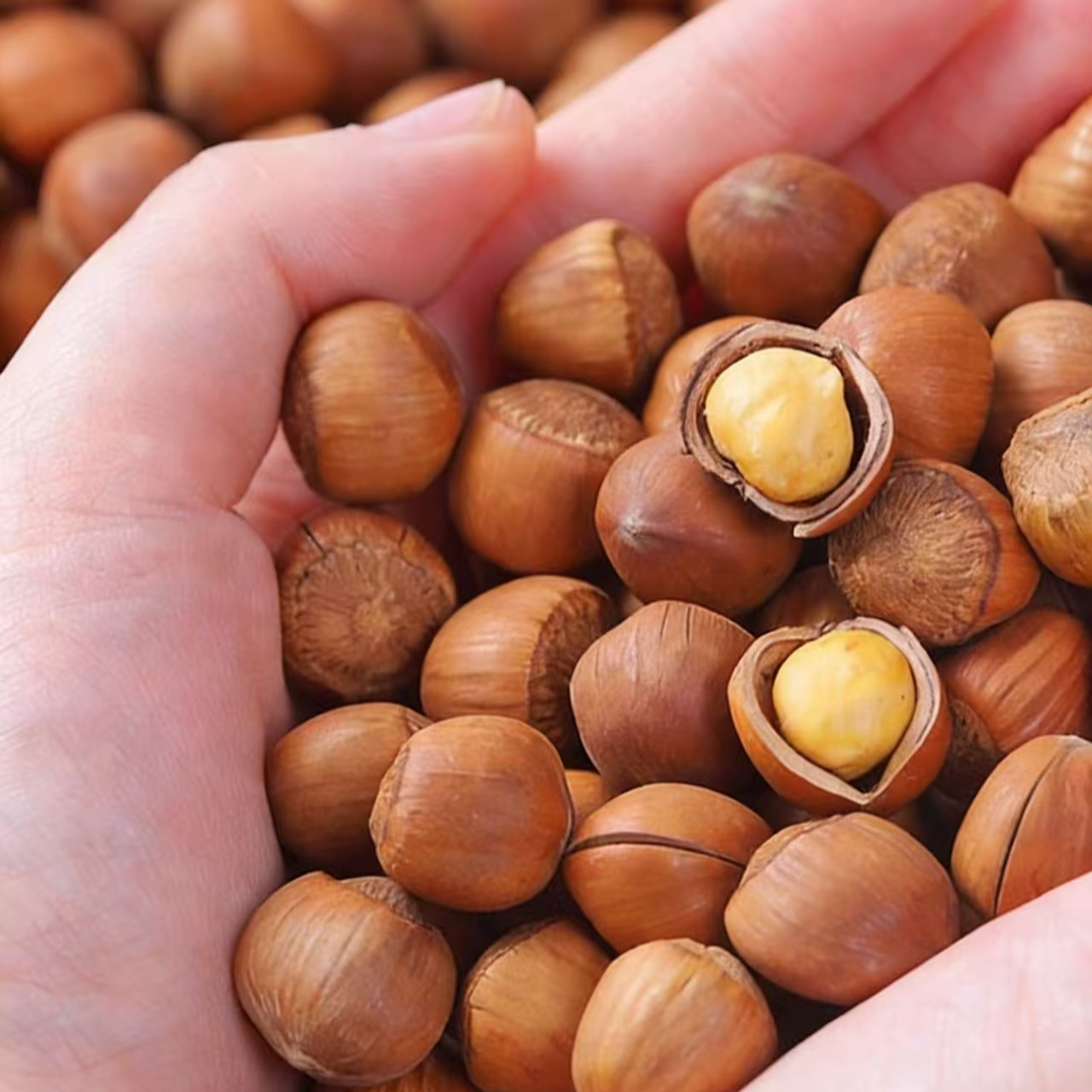 东北手拍野山榛子炒熟（2025新货 免费试吃二两 ）1.3—1.5直径
