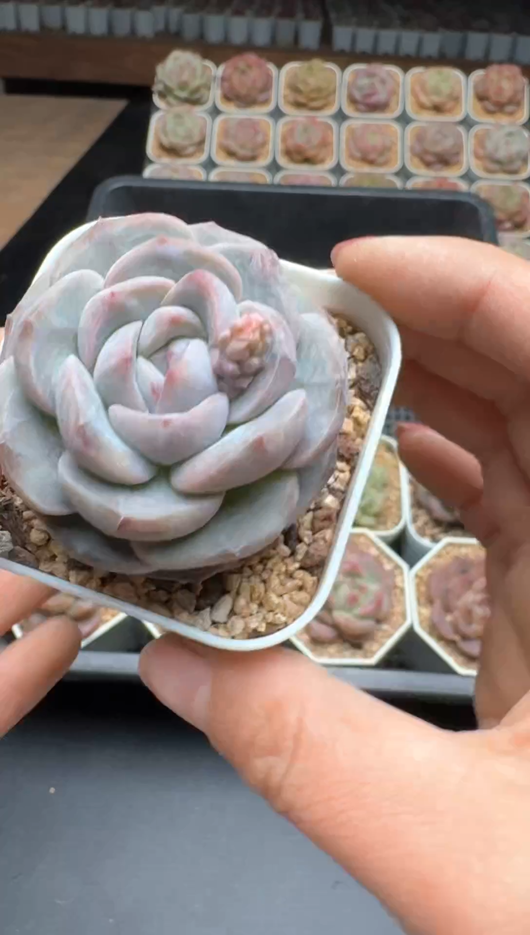 【闪购商品】721E号一物一拍多肉花卉植物3颗起发