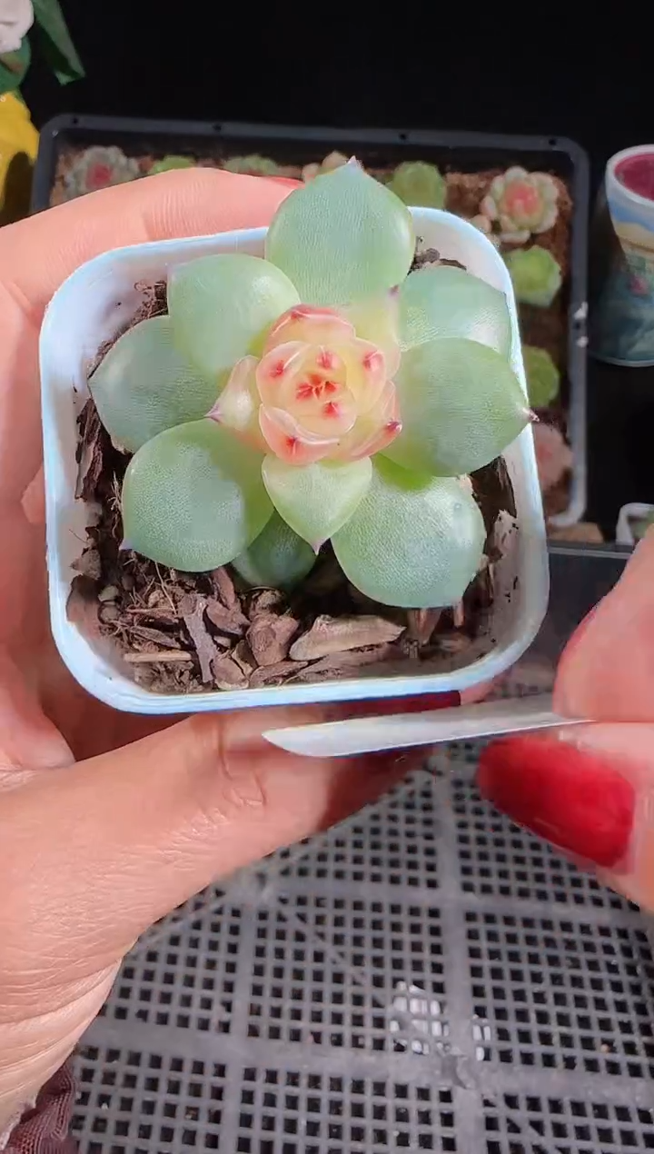 1102-189春桃糖心