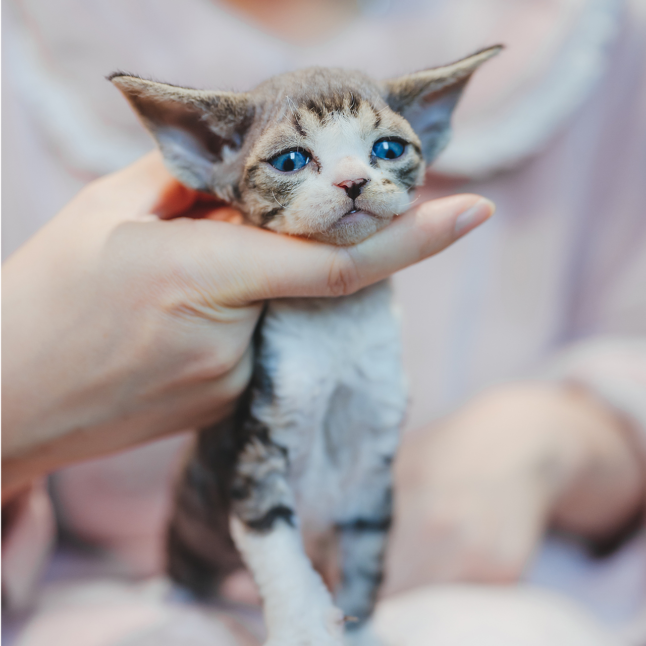 三耳家的德文卷毛猫