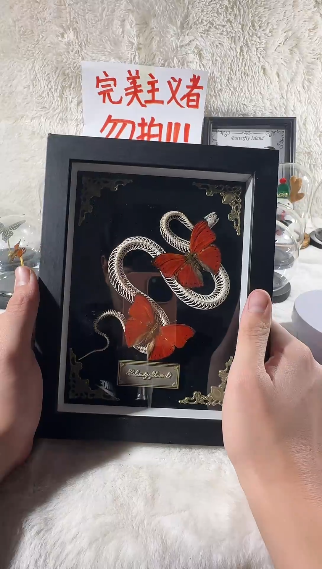 木蛇骨双血漪8寸相框   