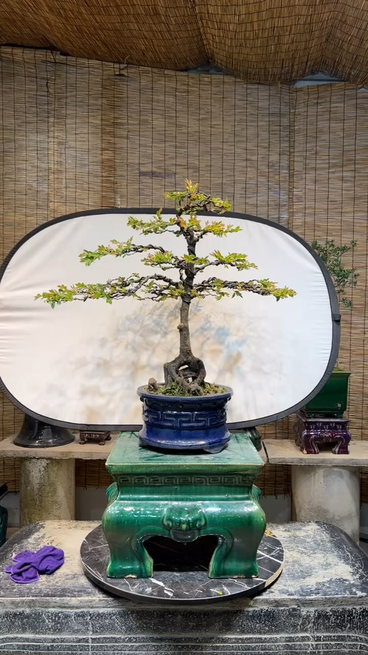 【闪购商品】盆景盆景