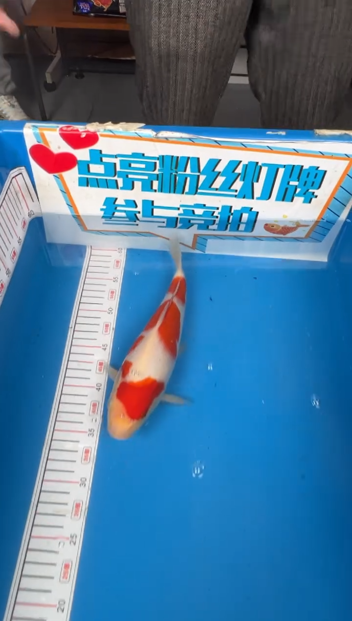 锦鲤e*l20号锦鲤红白鱼 闪购