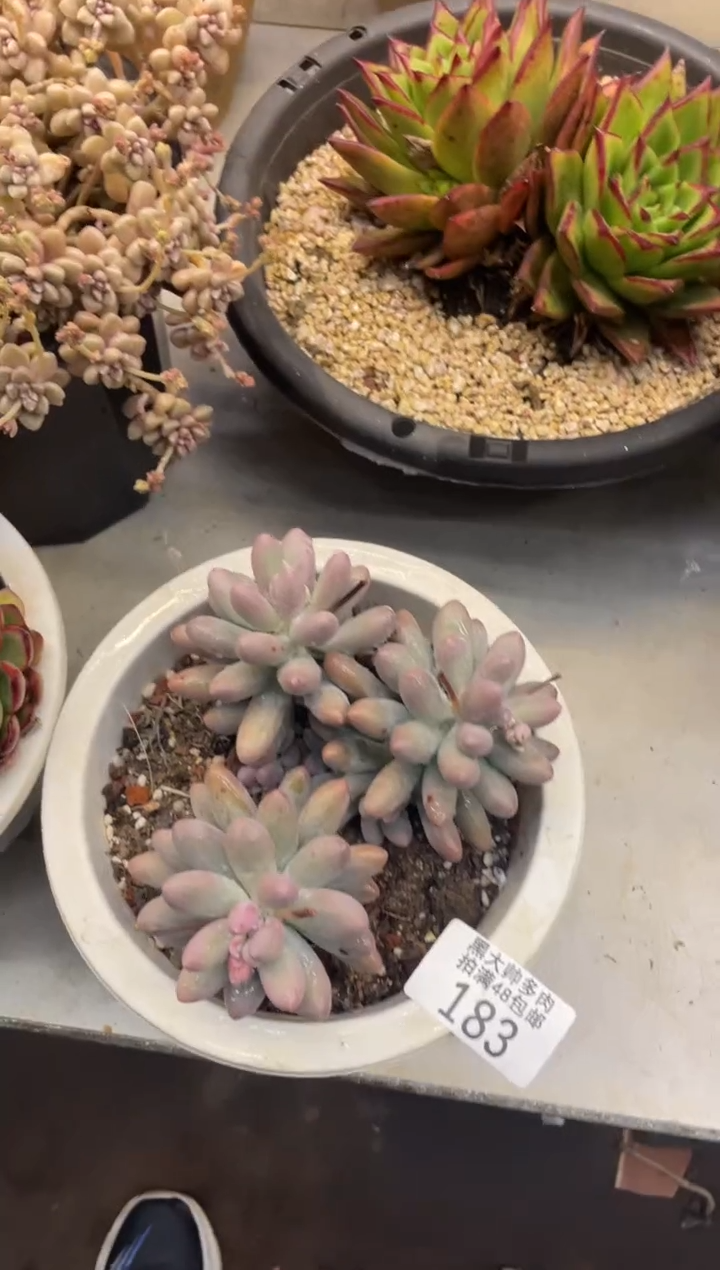 【闪购商品】183汤圆