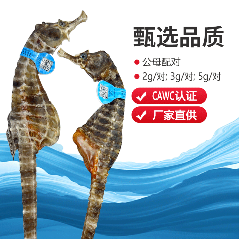 鲁城渔海马药材【CAWC认证】海马公母一对干货海马组合泡酒药材 