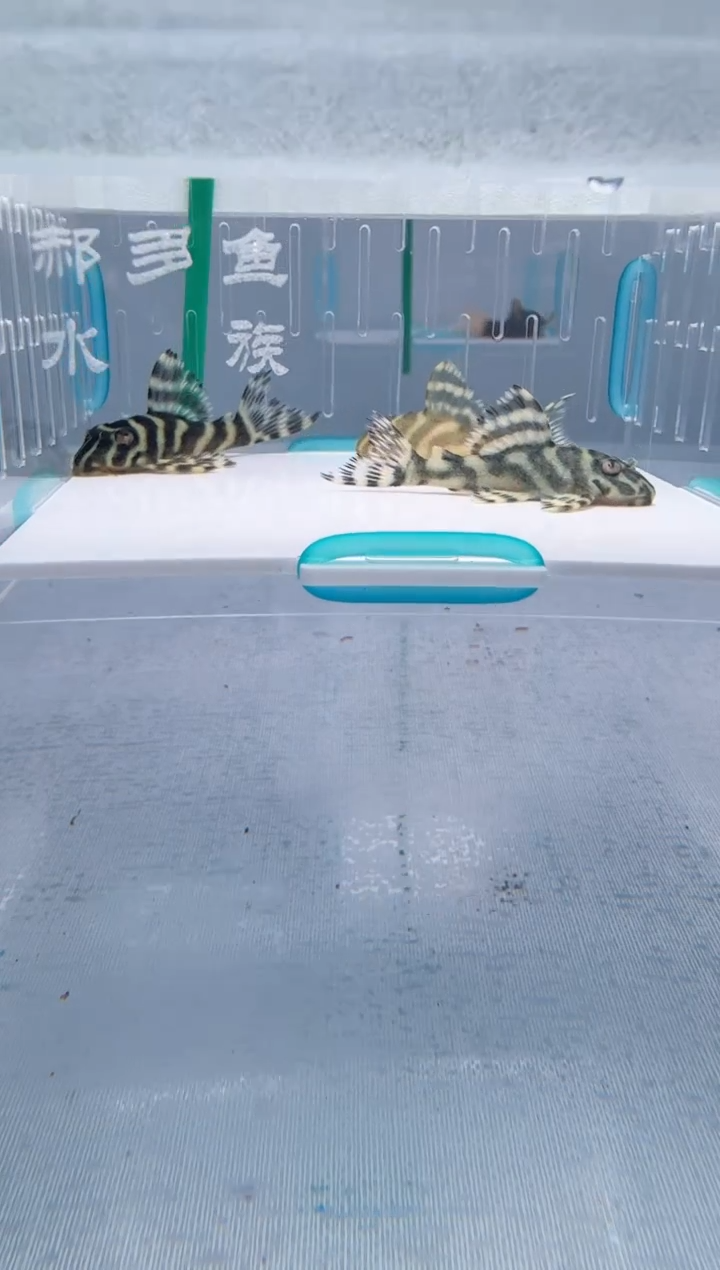 清道夫5+不包入缸损65