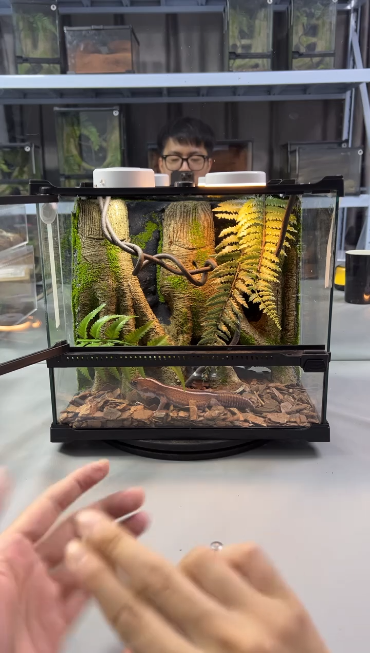 玻璃【长30宽25高27】爬宠造景缸睫角守宫树栖蜘蛛饲养箱爬宠爬虫缸