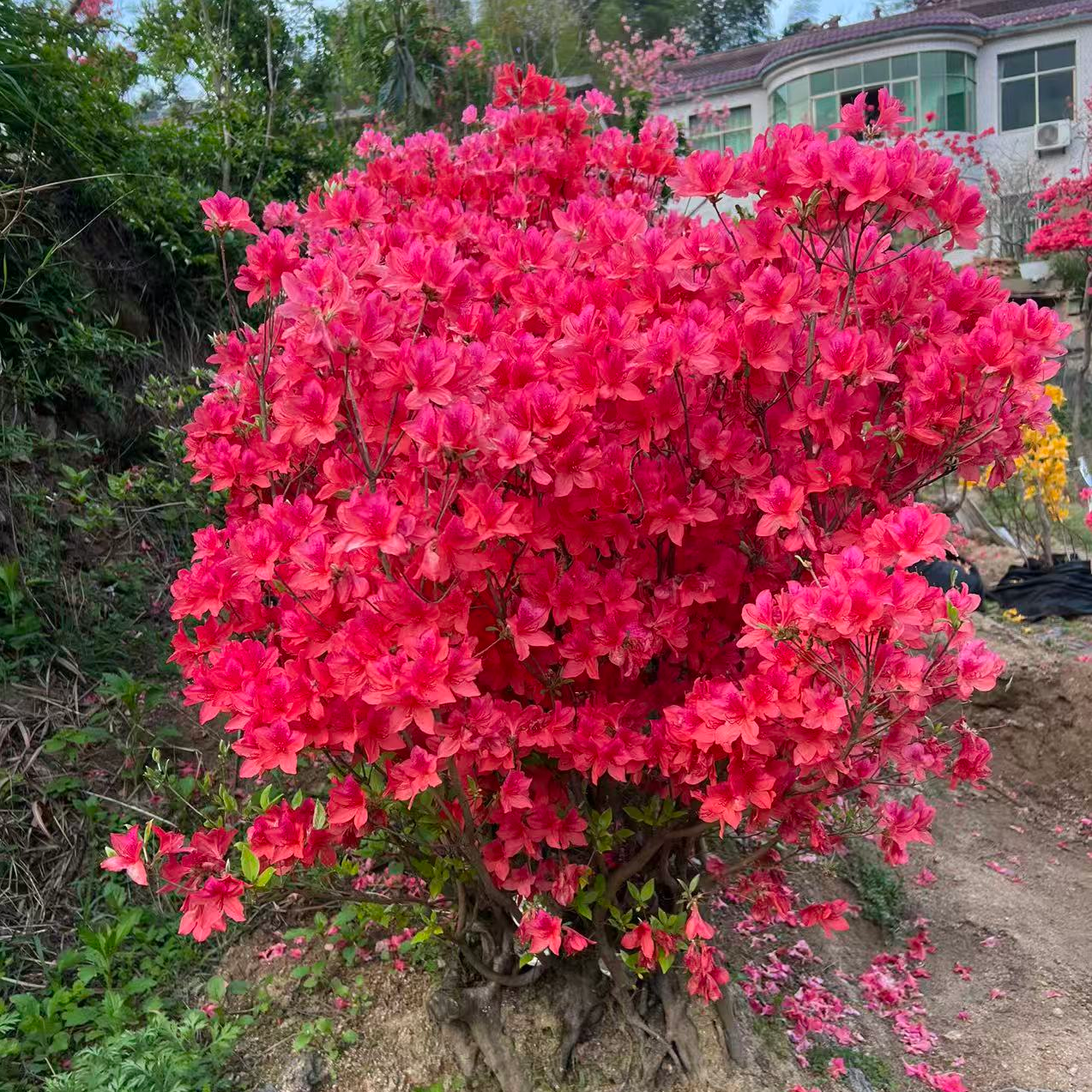 杜鹃红花映山红绿植盆栽3（一物一拍下单需备注）