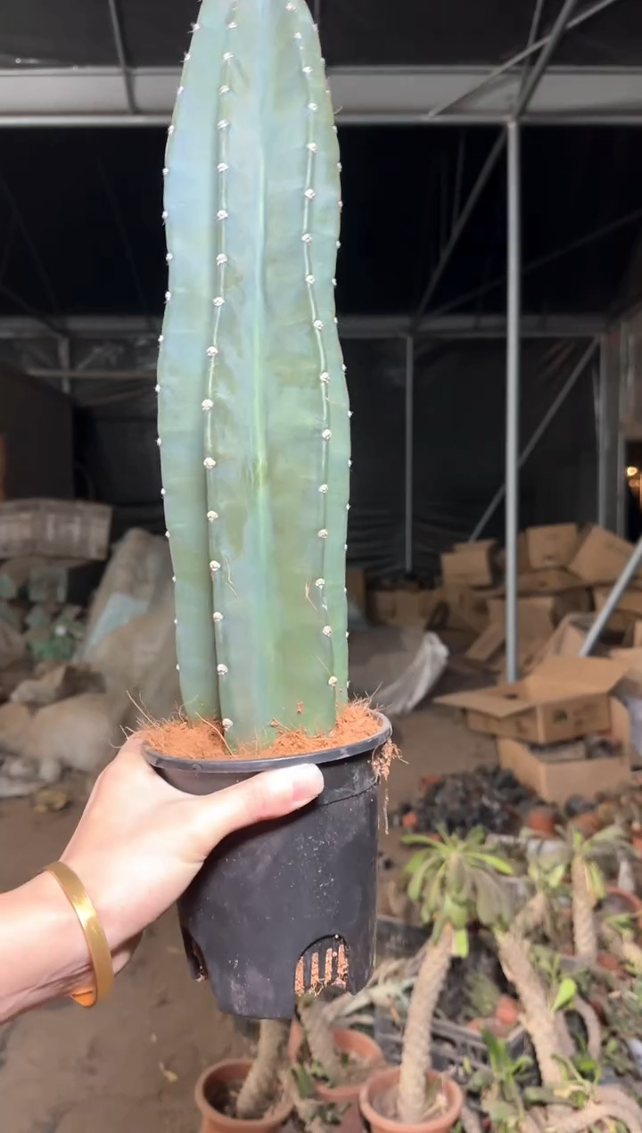 【带盆土】20cm+ 量天尺