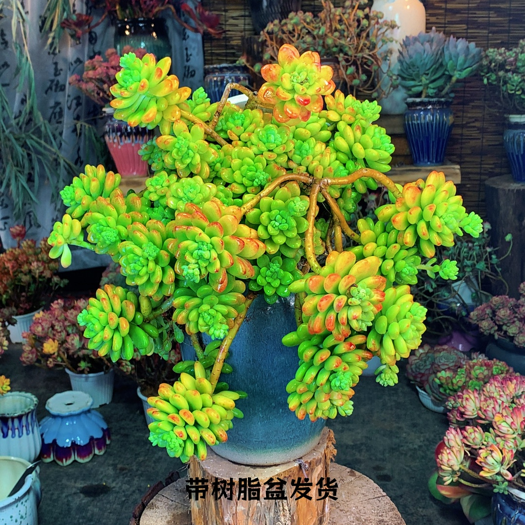 w带香味的香格里拉   喜阳耐旱 新手好养 带盆带土发货