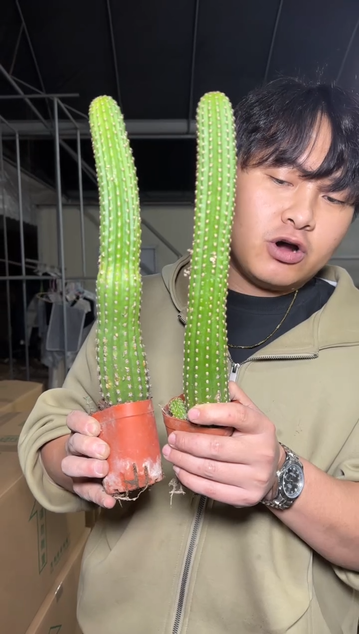 2颗 卡布奇诺【带根】