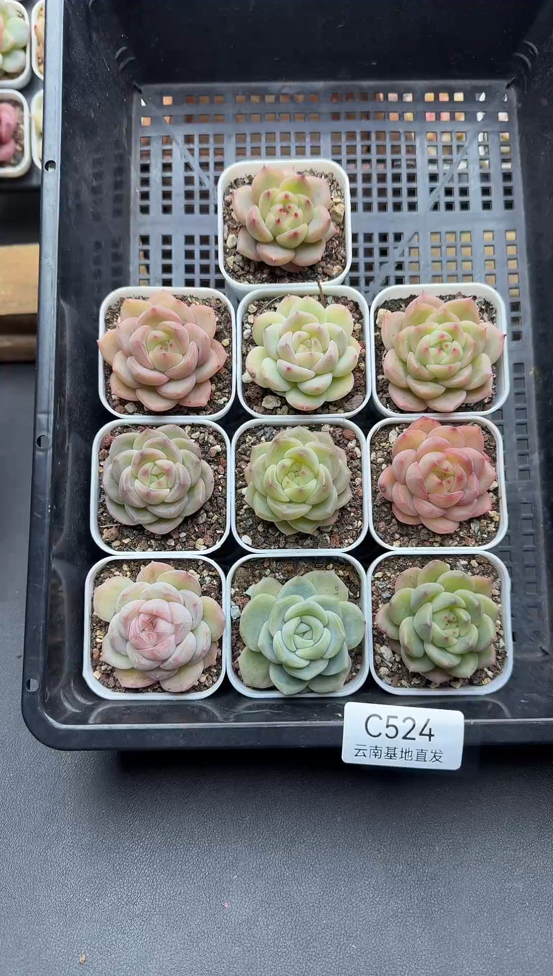 珍妮杂交多肉C524