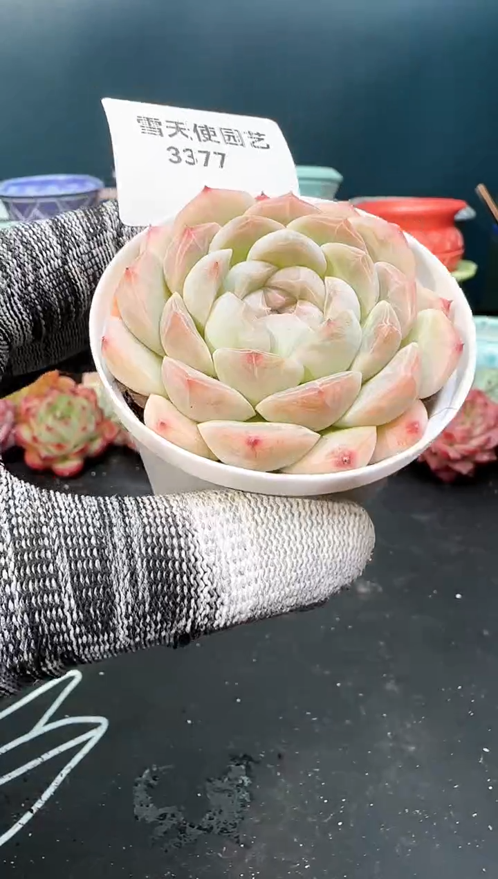 3377梦瑶    （冠幅6 cm）