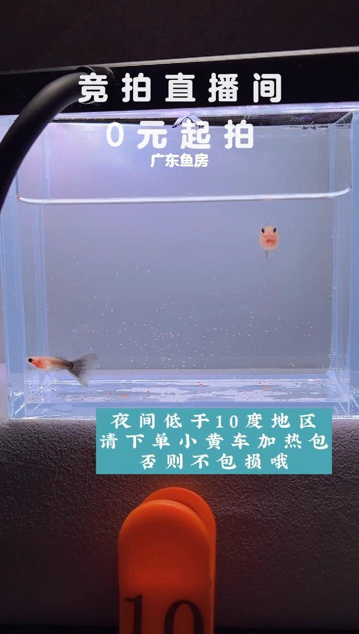 孔雀鱼超透玻璃猫一对编号10