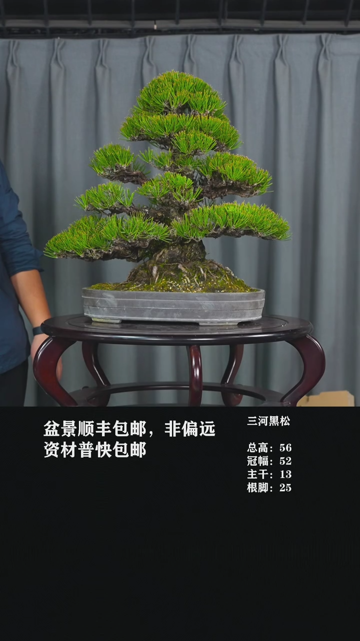 【闪购商品】-三河黑松