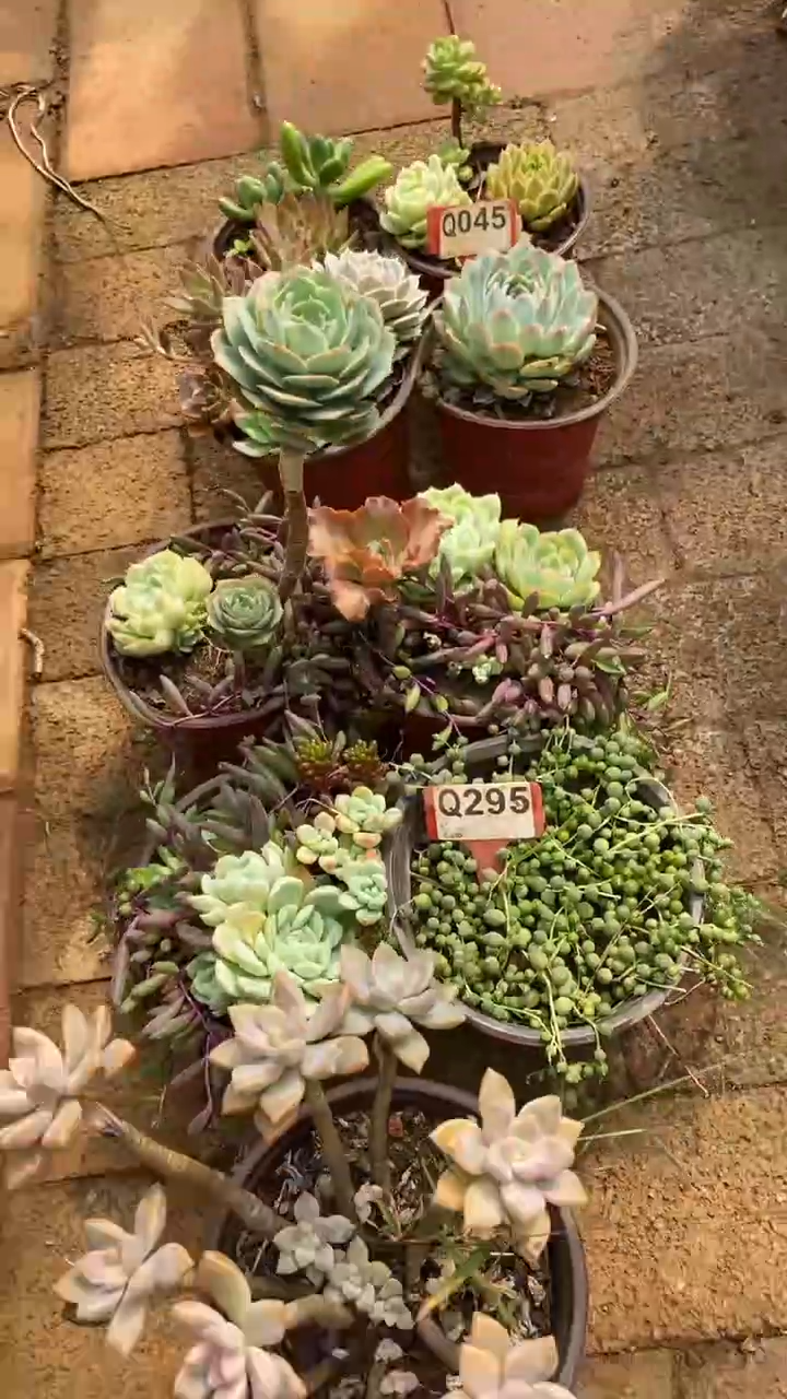 Q295多肉组合默认脱土发货