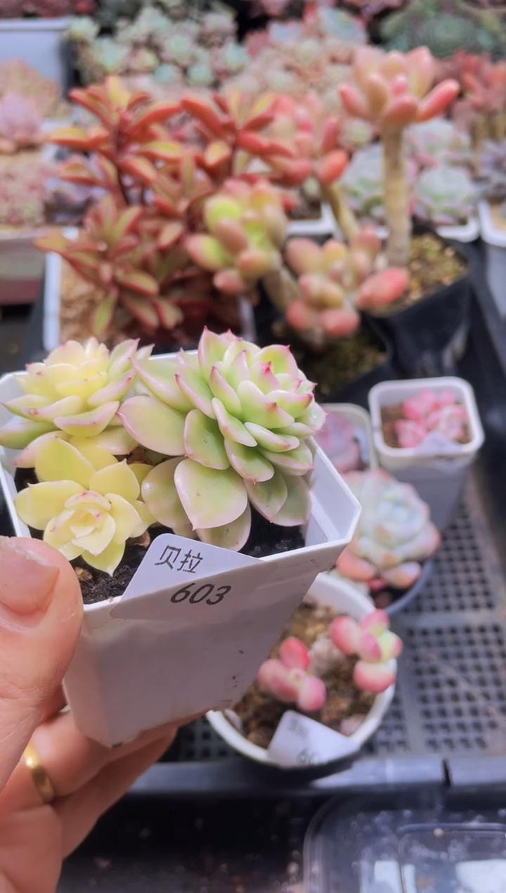 【闪购商品】603腊牡丹锦群