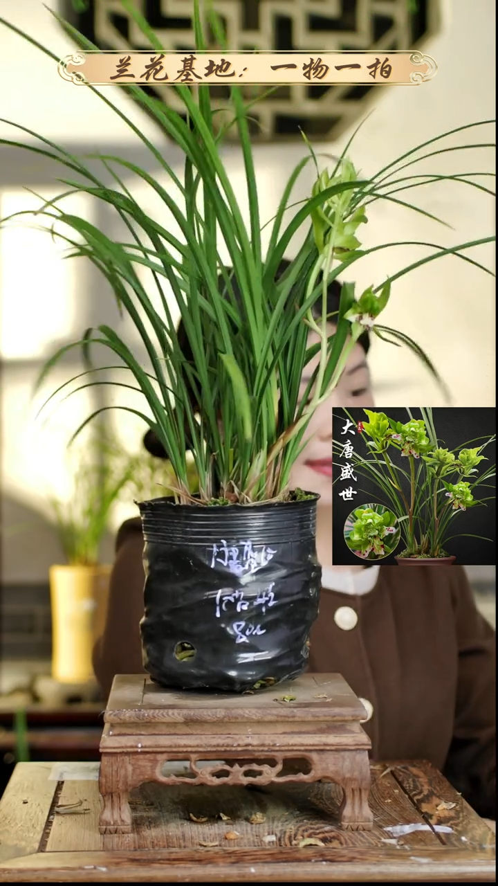 完全开放大唐苗4花苞 