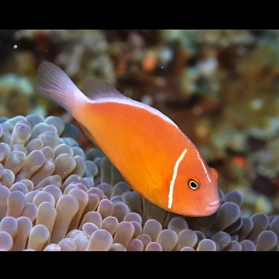 咖啡小丑海水鱼热带观赏鱼售后需拍开箱视频（免包装费）