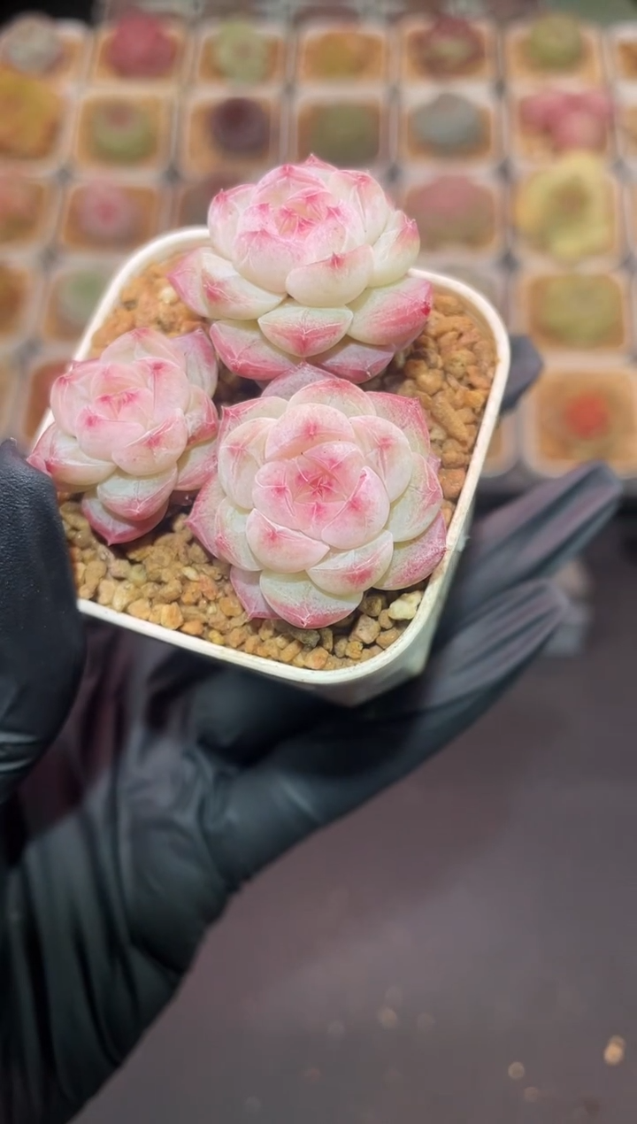 闪购316 西施多肉一颗   