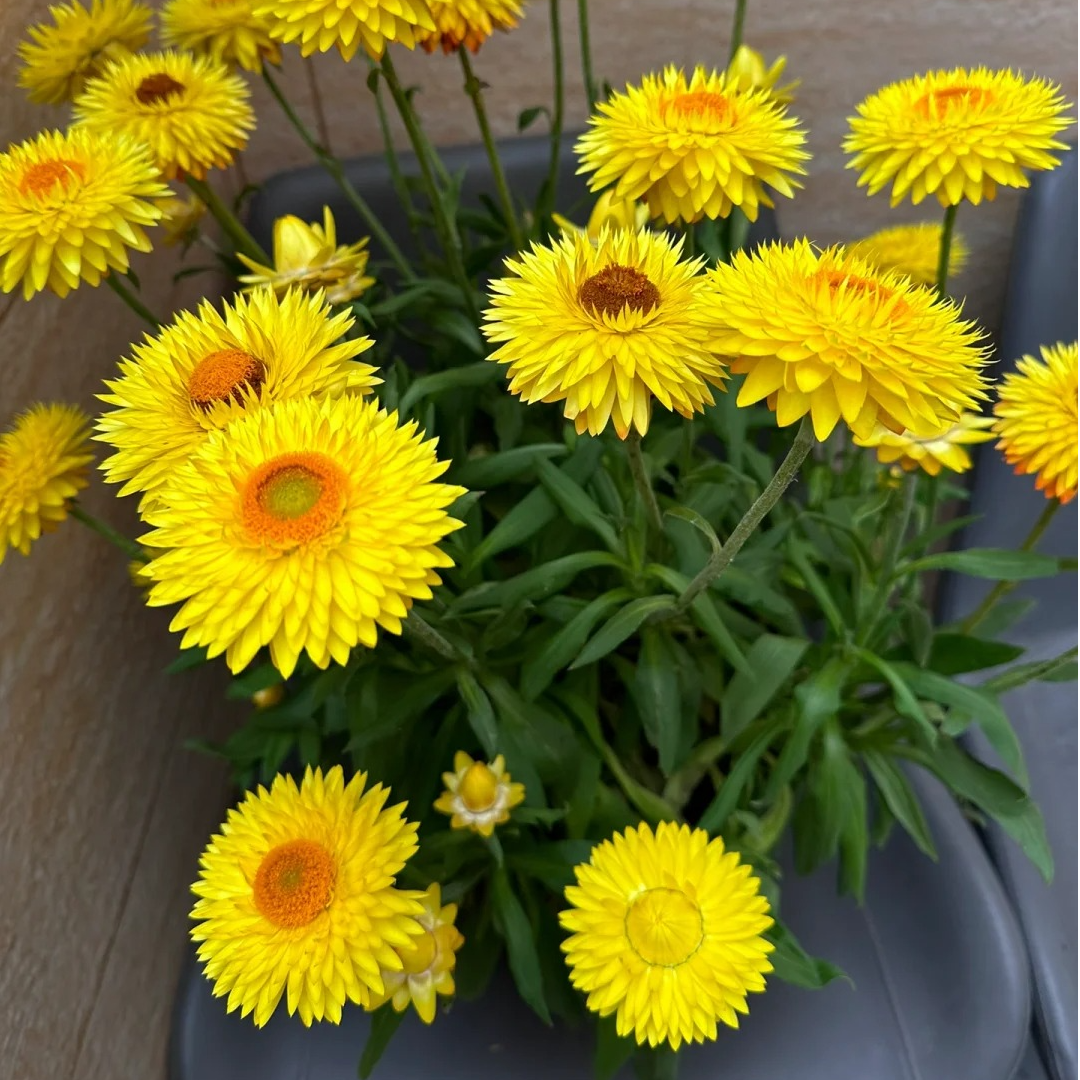 麦秆菊【黄色】 盆栽植物  耐晒耐冻 勤花机器 易养护