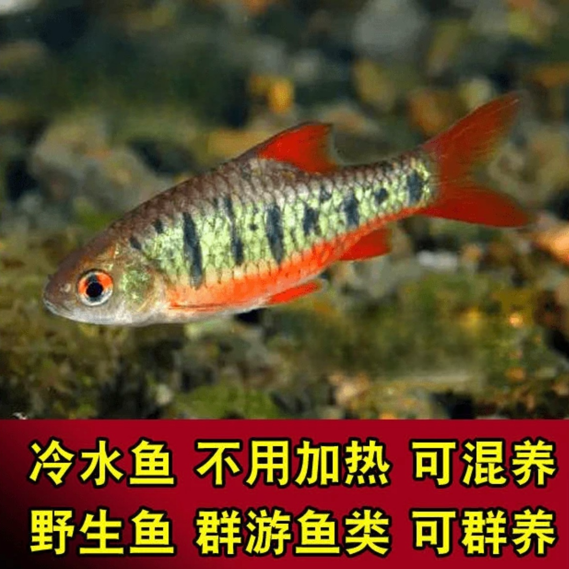 冷水 条纹 红腹 小鲃 中国 斗鱼 伴侣 活鱼条纹  淡水   清洁除藻