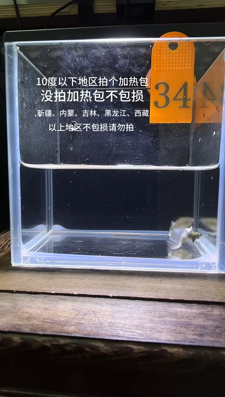 孔雀鱼白金白尾象34