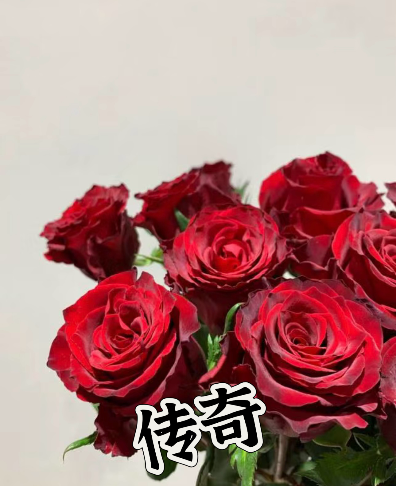 【传奇】可儿茁时花园精选月季 精品根接露天苗切花抗病勤花