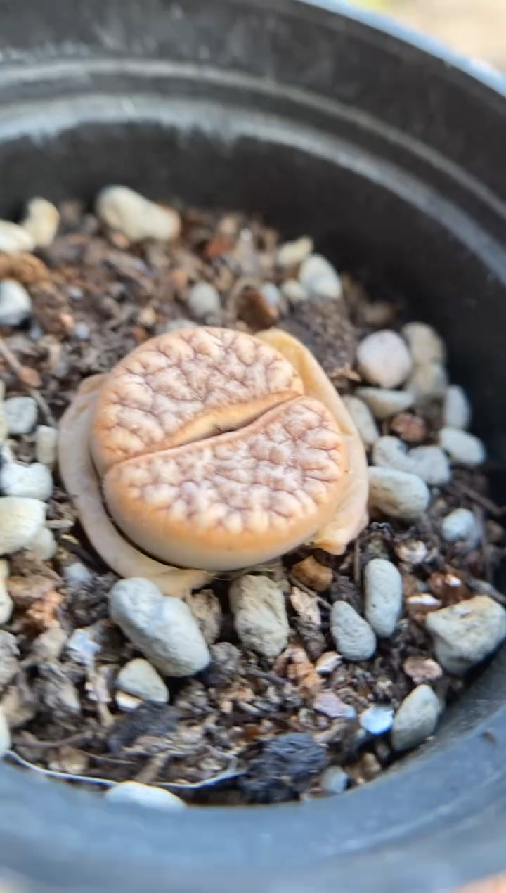 【闪购商品】9257直播一物一拍