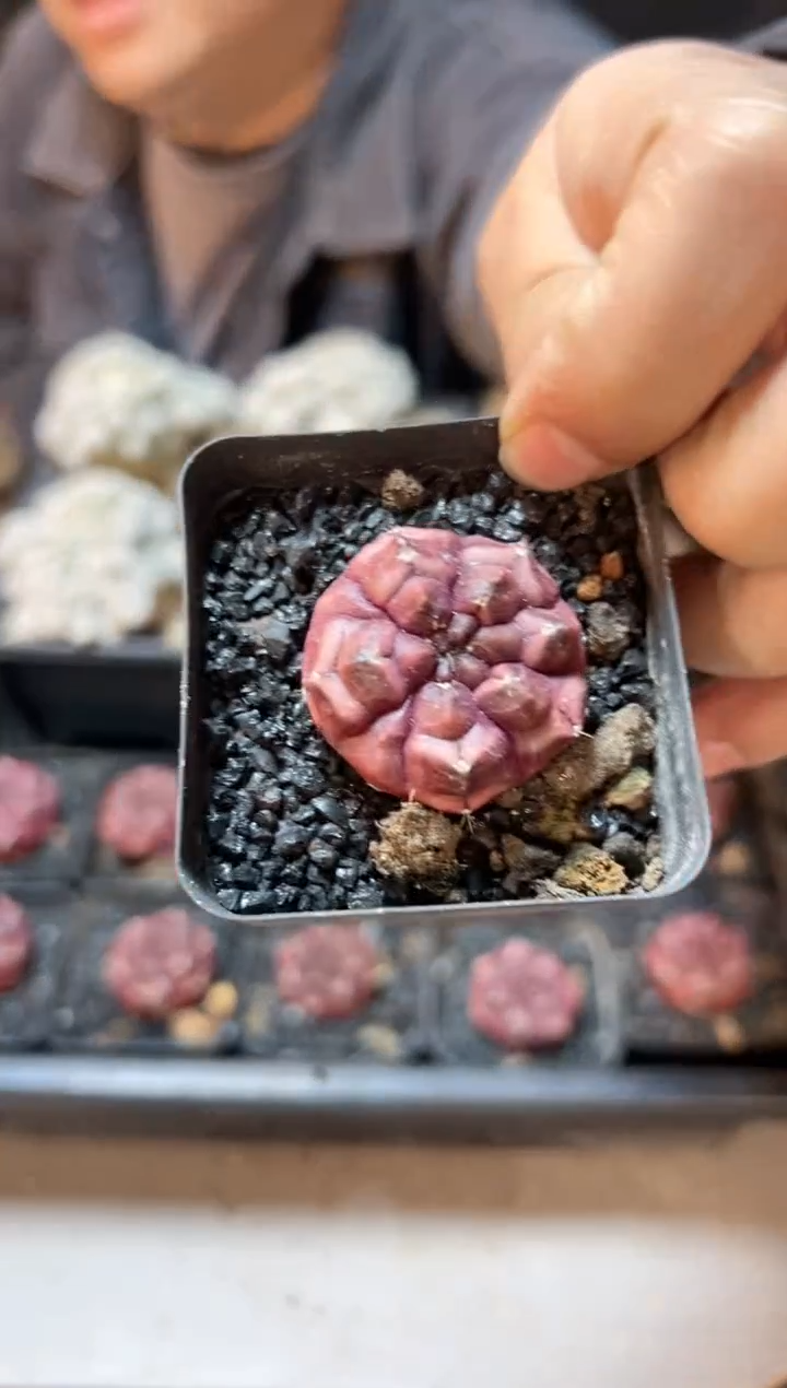 【闪购商品】自根梦想2.8公分带盆