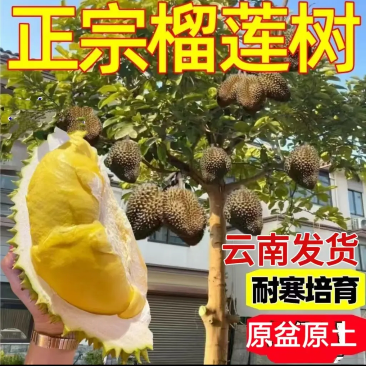 【榴莲果树苗】b云南嫁接树果苗矮化盆栽苗 南北方可种猫山王金枕头