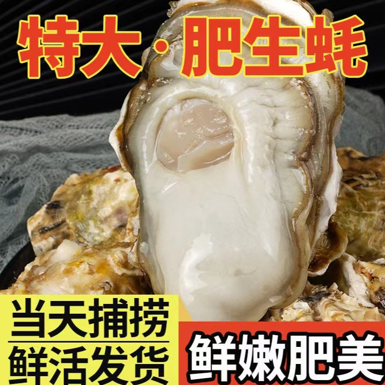 蚝王8xL 5斤送6斤到手11斤 鲜活特大生蚝海蛎子牡蛎 顺丰发货