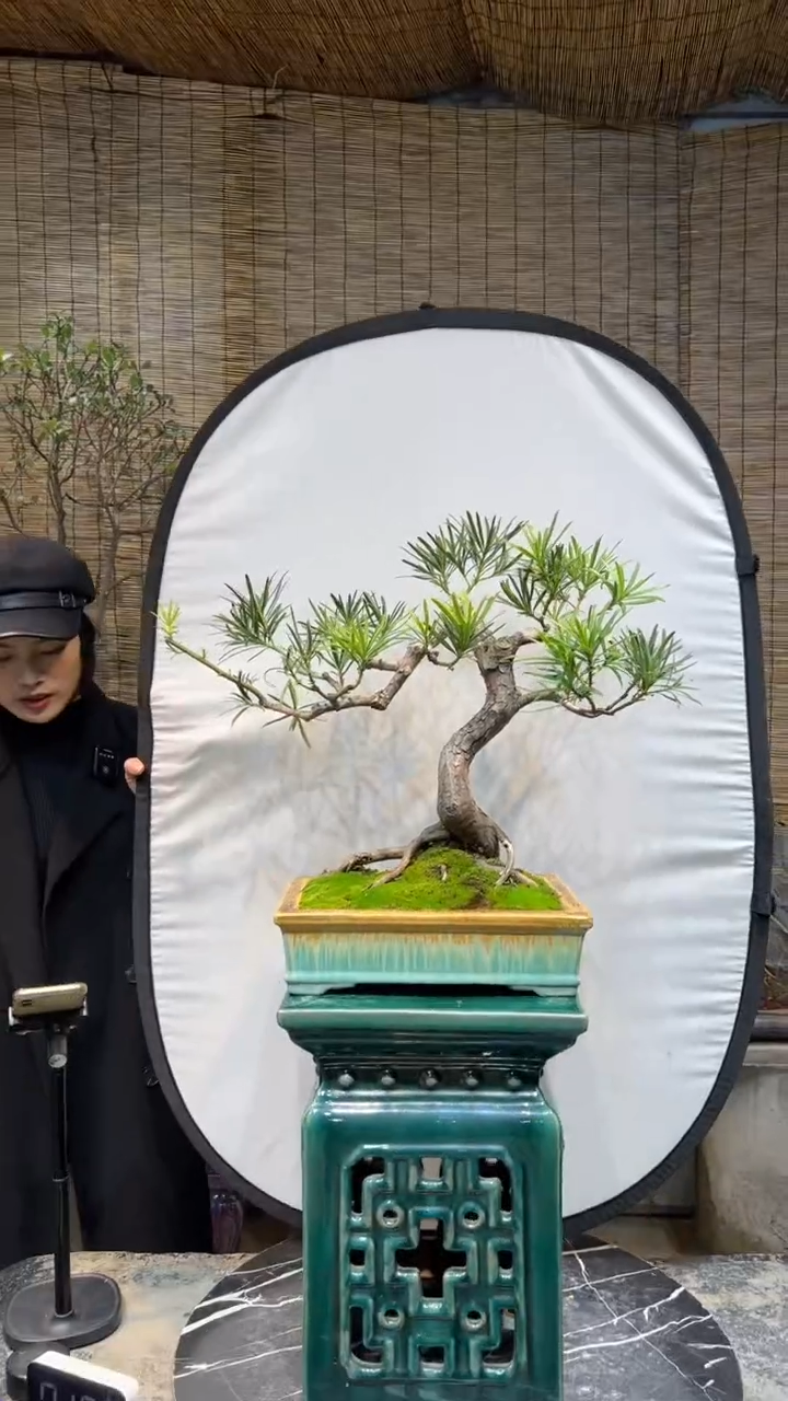 【闪购商品】小叶罗汉松